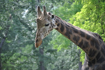 Giraffe at the Zoo