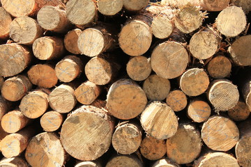 積まれた材木の断面