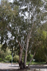 Old eucalyptus tree.