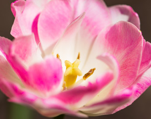 Fototapeta premium pink and white tulip