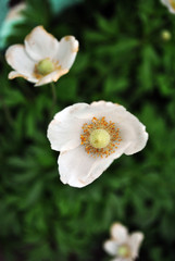 Obraz na płótnie Canvas White poppy flowers blooming, soft blurry vertical background