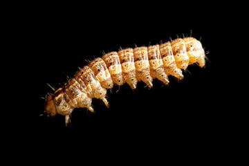 the caterpillar crawls on a black background