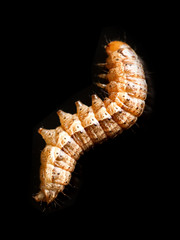 the caterpillar crawls on a black background