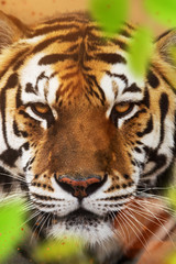 Close up of a Siberian tiger (Panthera tigris altaica).