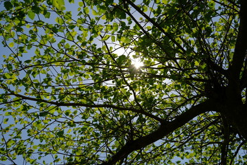 Baumkrone im Frühling