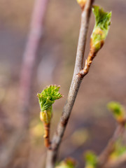 Swollen buds on a tree branch in spring