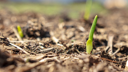 Sprout onion in the soil in the garden