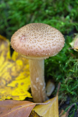 autumn mushroom honey fungus