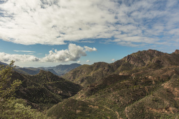 Fototapeta na wymiar Aufforstung von Wald im Gebirge von Gran Canaria