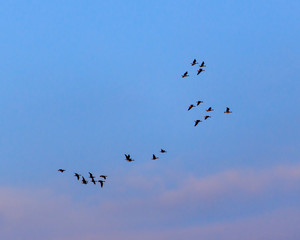 Migratory birds against the blue sky at sunset