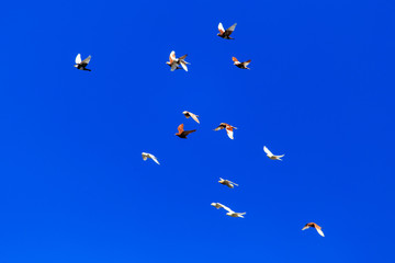 A flock of pigeons in flight against the blue sky
