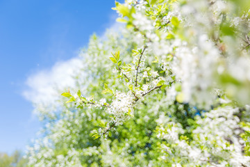 Cherry blossom in spring
