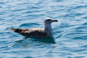 Gabbiano in mare