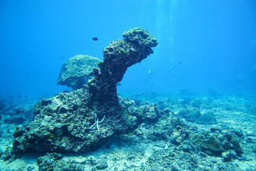 Fish on underwater coral reef