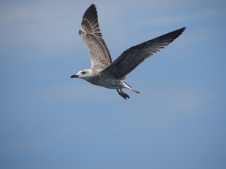 Gabbiano in volo