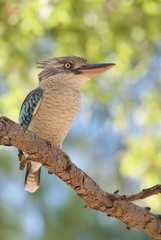 Blue Wing Kookaburra 