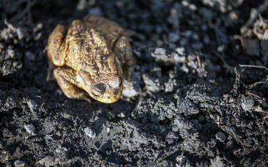 Naklejka premium Toad in mud, European Bufo Bufo