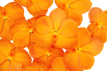 Orange color orchid isolated on white background.