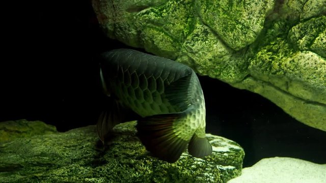 Beautiful dragon fish Asian Arowana - Scleropages formosus. Tropical fish.