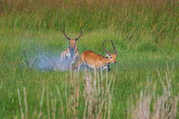 running antelope Waterbuck (Kobus ellipsiprymnus) in the african savannah namibia kruger park botswana masai mara	