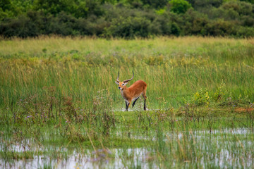 running antelope Waterbuck (Kobus ellipsiprymnus) in the african savannah namibia kruger park botswana masai mara	