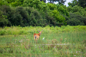 running antelope Waterbuck (Kobus ellipsiprymnus) in the african savannah namibia kruger park botswana masai mara	