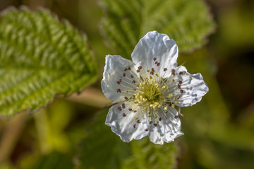 Flower of blackberry