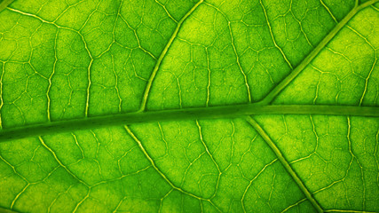 Fototapeta na wymiar Fresh green leaf texture macro background close-up 
