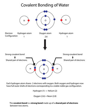 Diagram to illustrate covalent bonding in water with a fully labelled diagram.
