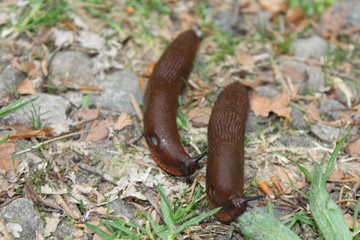 Spanische Wegschnecken auf Waldboden