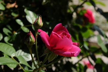 ピンクのバラ