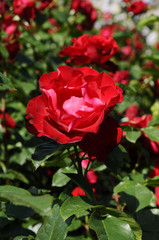 赤いバラの花