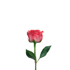 Single beautiful red rose on isolated white background. minimalism. View from above.