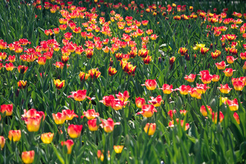 the field of the blossoming tulips of red and yellow colors in beams setting the sun