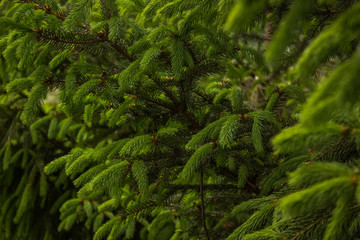 spruce close brunches