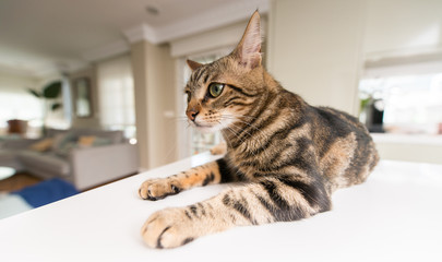 Obraz premium Beautiful relaxed domestic cat at home