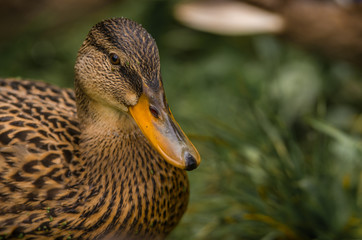 Wild ducks are walking in nature