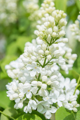 Branch of a lushly blooming white lilac
