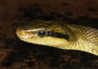 Serpente - primo piano