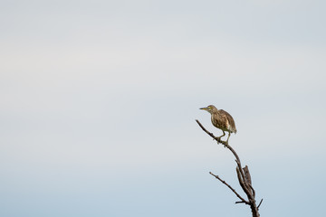 Chinese Pond Heron