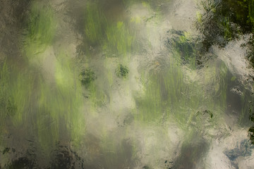 seaweed in water stream from above