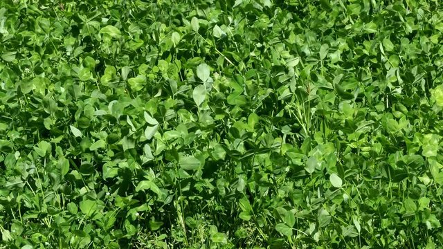 Clover in the meadow (Trifolium pratense). Green clovers foliage in spring.