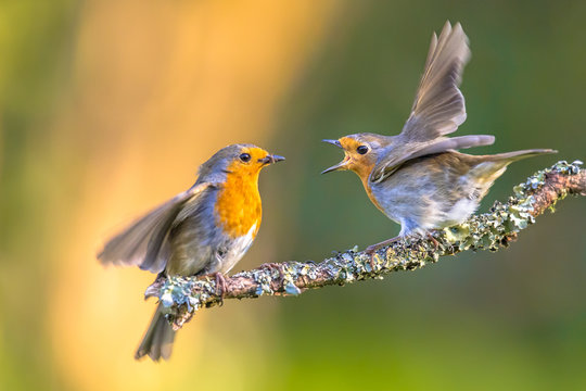Parent Robin bird feeding young