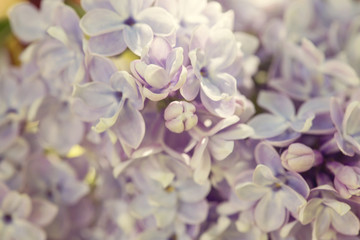 Lilac, Syringa vulgaris, detail of the blooming cluster