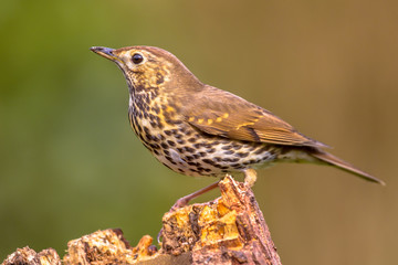 Fototapeta premium Song Thrush perched on log