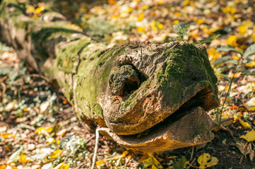 The fallen tree trunk in the forest is like a snake, boa constrictor. Nature photography.