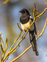 Eurasian magpie in light of setting sun