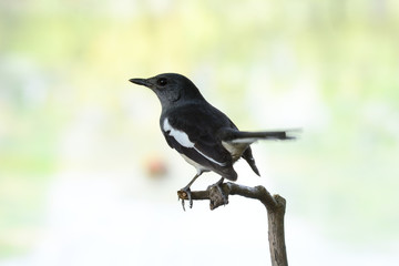 Oriental magpie robin