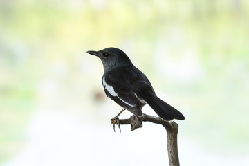 Oriental magpie robin