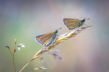 Pair of Essex skipper perched on grass in early morning